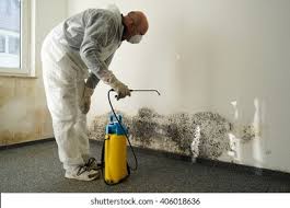 Reliable Palo Cedro, CA Mold Remediation Solutions